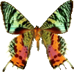 butterfly_green_26900.png