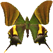 butterfly_green_005.png