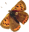 butterfly_copper_022.png