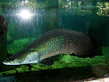 Arapaima gigas