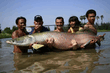 Arapaima gigas