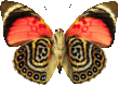 butterfly_red_010.png