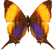 butterfly_orange_031.png