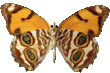 butterfly_orange_018.png