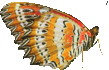 butterfly_orange_28000.png