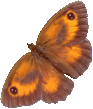 butterfly_orange_27300.png