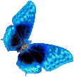 butterfly_orange_094.png