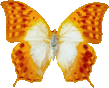 butterfly_orange_087.png