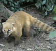 Южноамериканский коати (Nasua nasua)-1