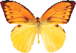 butterfly_orange_041.png