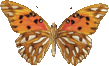 butterfly_orange_020.png