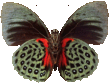 butterfly_red_012.png
