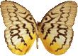 butterfly_white_021.png