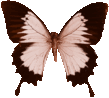 butterfly_sepia_4778.png
