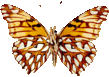 butterfly_white_046.png
