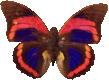 butterfly_red_007.png