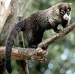 Горный коати (Nasuella olivacea)