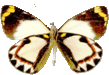 butterfly_white_043.png