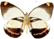 butterfly_white_042.png