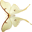 butterfly_white_039.png