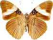 butterfly_white_045.png