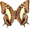 butterfly_wings_023.png