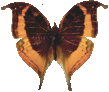 butterfly_orange_016.png