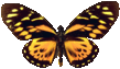 butterfly_orange_009.png