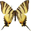 butterfly_yellow_004.png