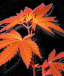 Images0017.jpg