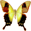 butterfly_yellow_099.png