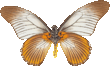 butterfly_striped_3967.png