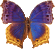 butterfly_purple_032.png