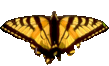 butterfly_orange_982.png