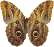 caligo_eurylocheus_394.png