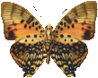 charaxes_zingha_100.png