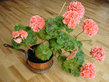 Geranium_Pelargonium.jpg