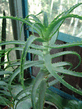 Aloe_arborescens.jpg