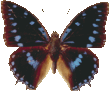 charaxes_amelie_099.png