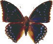 charaxes_tiridates_160.png