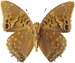 charaxes_tiridates_097.png