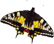 butterfly_black_26700.png