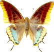 butterfly_brown_085.png