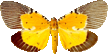 butterfly_brown_083.png