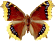 butterfly_brown_038.png