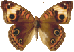 butterfly_brown_015.png