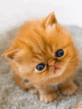 7_2.gif