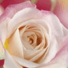 er_100x100.jpg