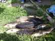 100_3699.jpg