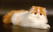 Персидские кошки-4